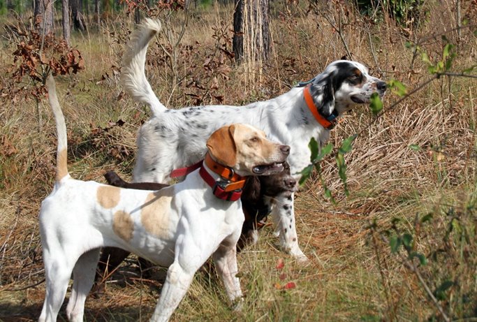 Running multiple dogs: A setter, pointer and cocker working together on quail. Running multiple dogs: A settler, pointer and cocker working together on quail.