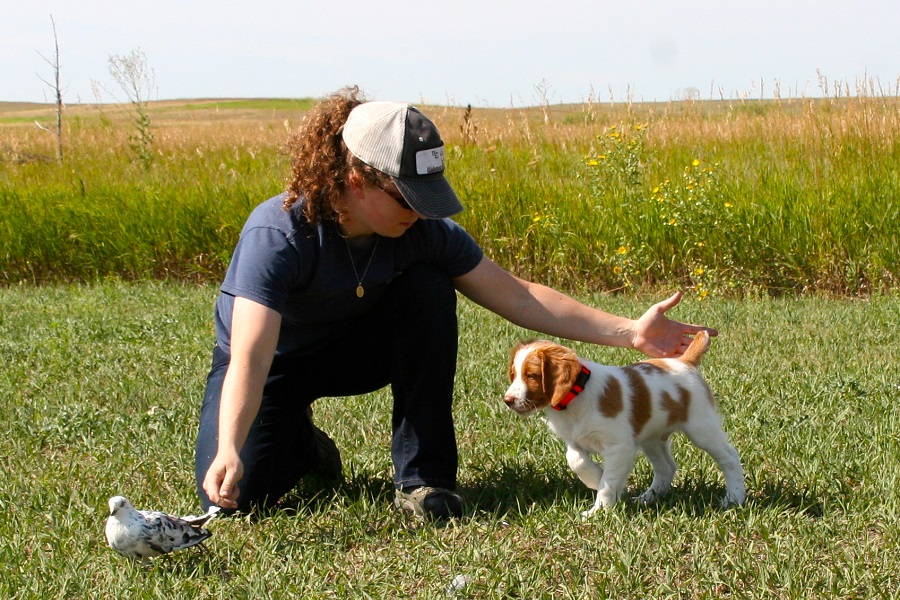 used gun dog equipment for sale