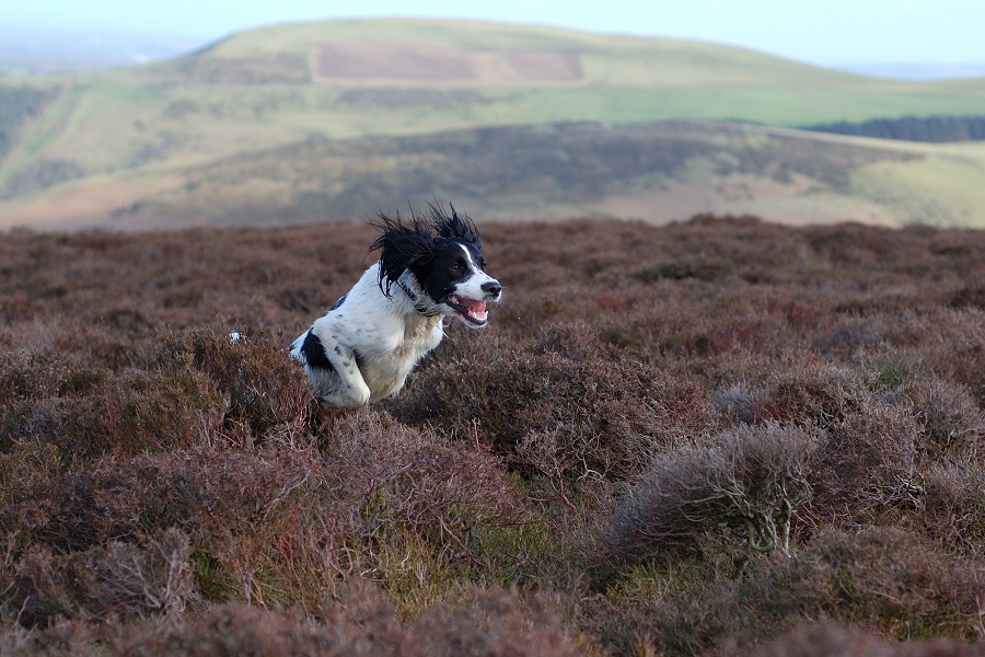 Springer spaniel hunting scaled quail