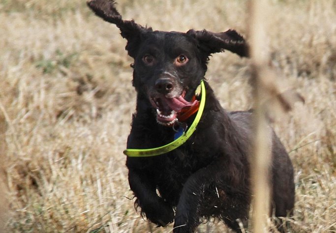 To brace or rotate? Above, a brace. Here, a single dog. To brace or rotate? Shown above, a brace. Shown here, a single dog.