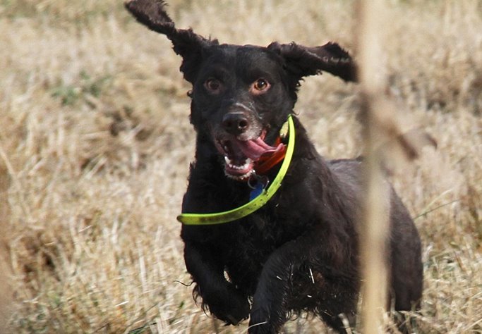 To brace or rotate? Shown above, a brace. Shown here, a single dog.