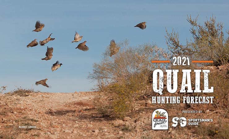 2021 Quail hunting forecast. quail forever presented by Sportsman's guide