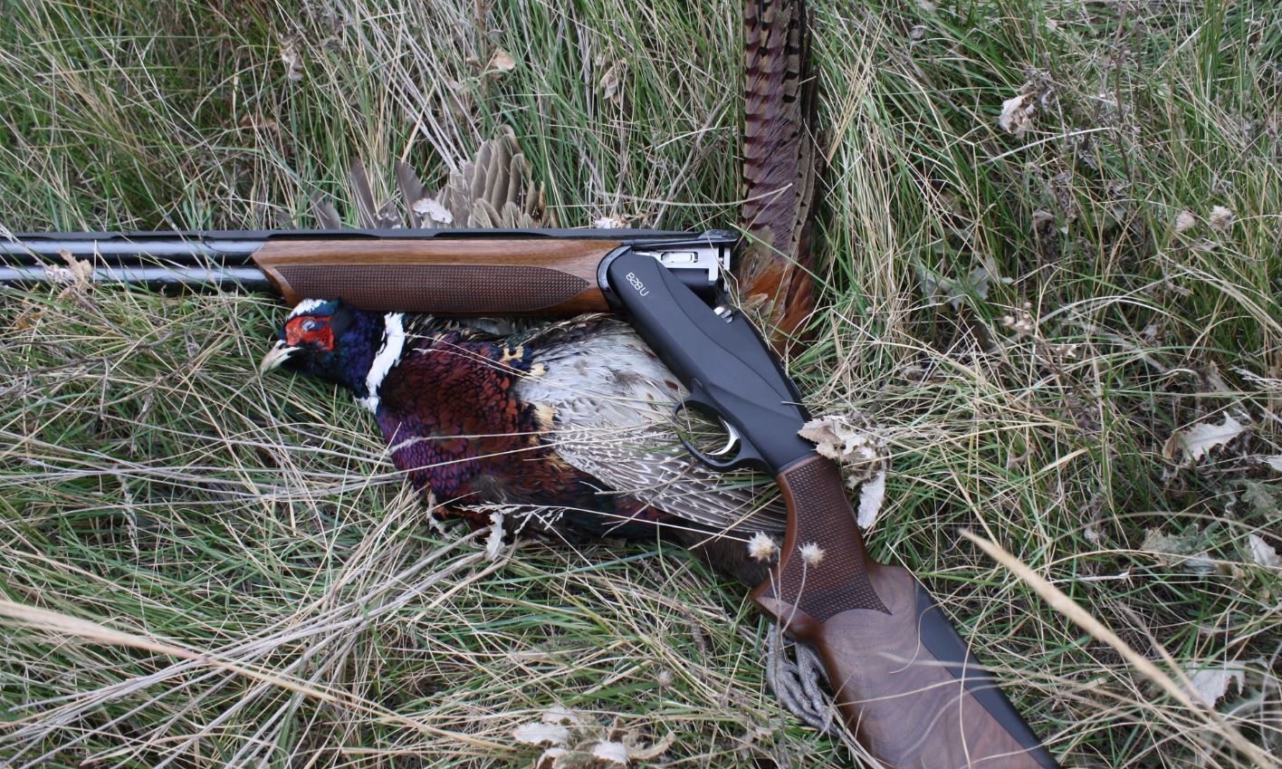 The Benelli 828U and a South Dakota rooster.