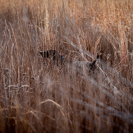  <h2>Nebraska Uplands</h2>Veiled by soft morning sunlight and native prairie grass,"Yeti" a German shorthaired pointer owned by PF & QF Education and Outreach Program Manager Marissa Jensen, locks up on birds somewhere in the Nebraska uplands. Jensen says, "I love this little dog, more than I can put into words. She's full of grit and determination, without losing her head or her heart. If I could have 5,000 Yeti's in a lifetime, it still wouldn't be enough. But then again, there's really only one Yeti, and she will always be more than enough."