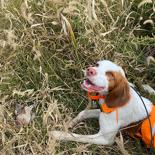  <h2>Southern Indiana</h2>Ryan Lynton of Warrick County, Indiana is excited about his Brittany pup, Creek, and her first wild quail. "I downed the bird and likely wouldn't have found it without her nose."<br />
<br />
Congratulations, Ryan and Creek!