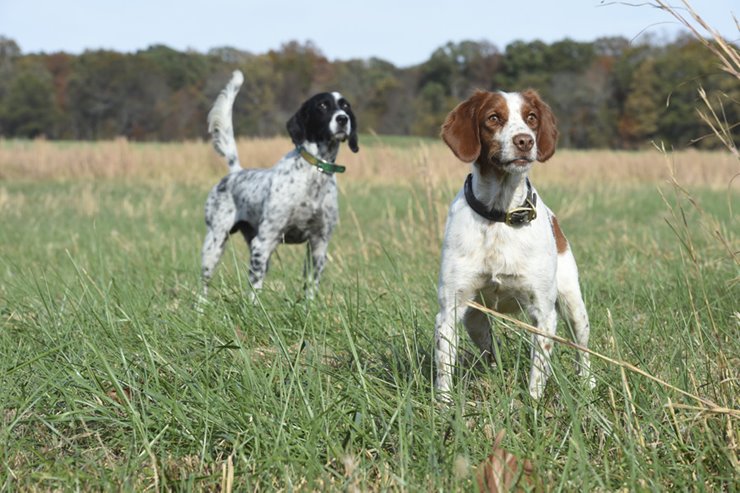 Choosing a Compatible Bird Dog Breed for Pheasant Quail Hunting