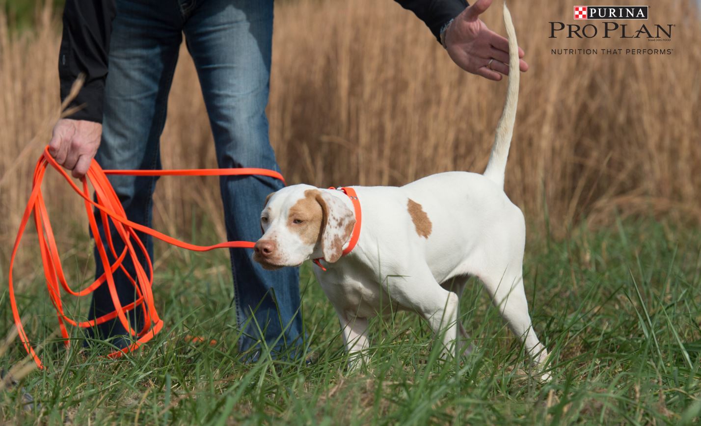 How Do You Train A Bird Dog