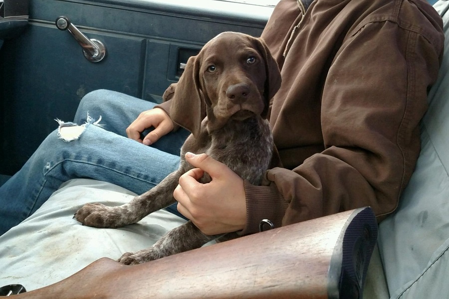 German Shorthaired Pointer Puppy