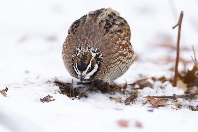 a5e1528b-df6b-456a-a01f-bb9ca210d91d