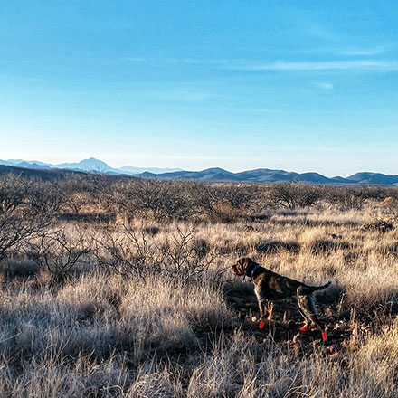  <h2>Arizona</h2>Today's Quail Country Postcard comes from Arizona, where QF member Chad Woods writes, "First wild scaled quail for my dog Bomber and me."