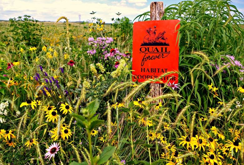 The end result of a pollinator-friendly quail habitat project.