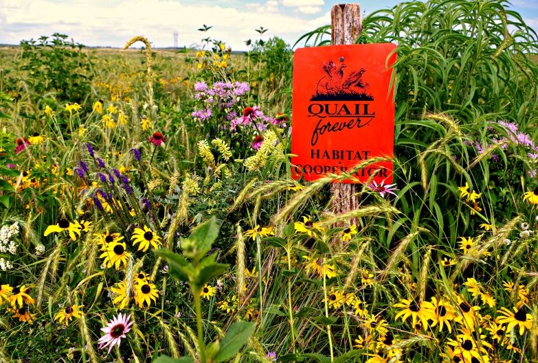 The end result of a pollinator-friendly quail habitat project. The end result of a pollinator-friendly quail habitat project.