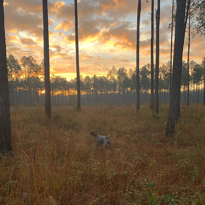 <h2>Georgia</h2>This latest Quail Country Postcard come from Ed Bedard, and it simply says "Georgia." But that's OK, because this gorgeous image of a locked-up, dog and a stunning quail country sunrise speaks for itself. Thanks, Ed, for the photograph!