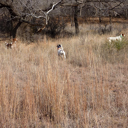  <h2>Oklahoma Honor</h2>Brian Carroll, DVM, sent in this gorgeous image of a trio of dogs locked up on a covey of bobs somewhere in Oklahoma. He says, "there's nothing like wading into a boiling rise of bobs in a sandy sea of sage, plum and little blue..."<br />
<br />
We couldn't agree more!