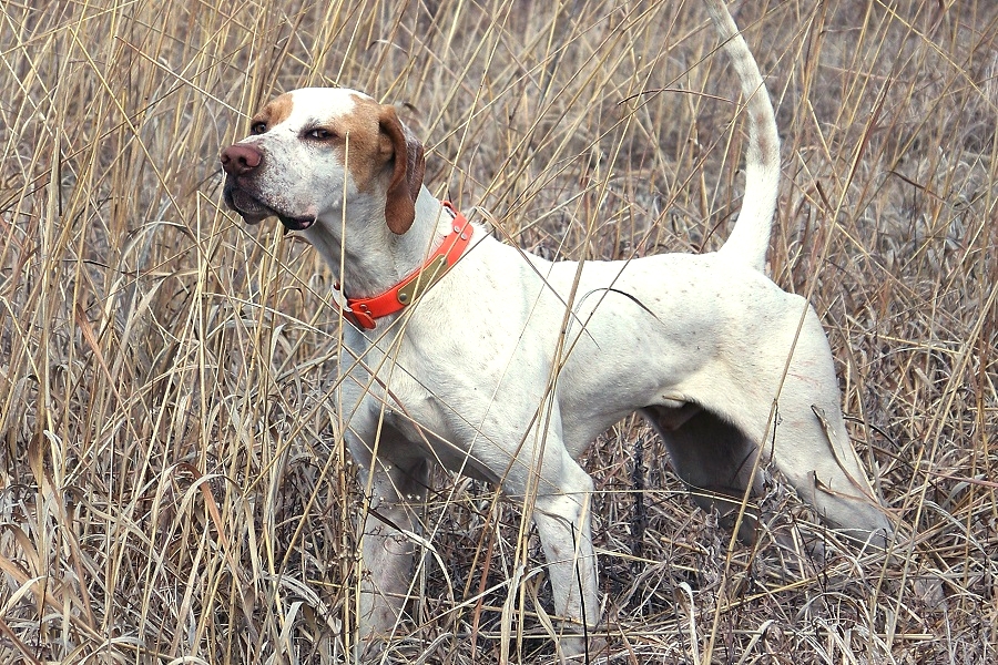 Pointer hunting dog hotsell