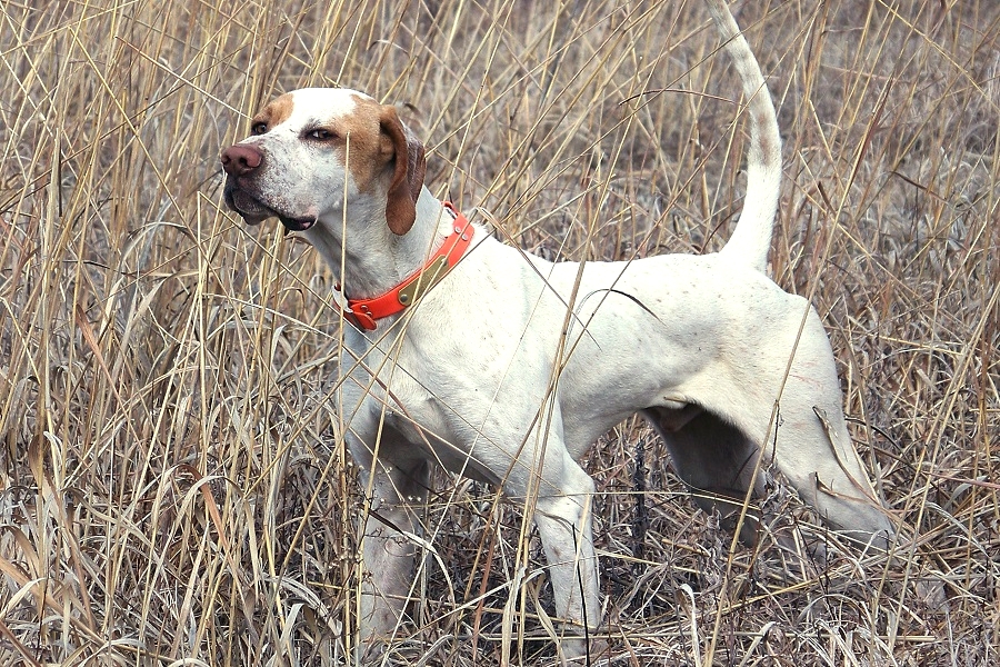 what are bird dogs good for