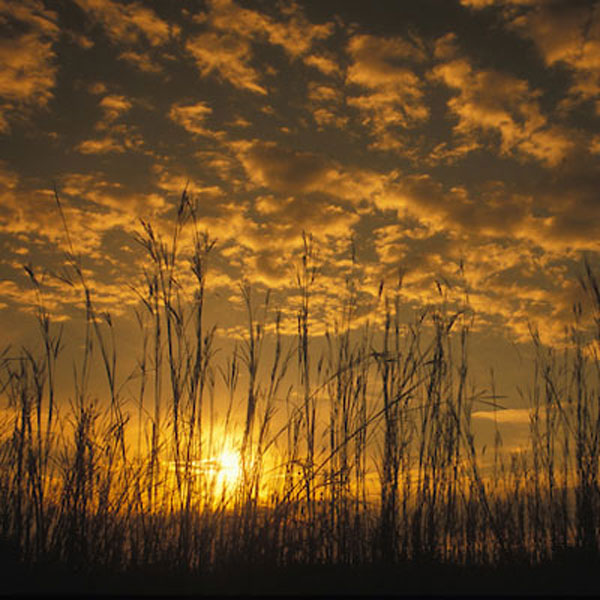  <h2>Otoe County, NE</h2>Quail Forever life-member Ben Sattler captured this pic wrapping up an evening hunt while out on an annual hunting trip to eastern Nebraska this past fall. He enjoyed a phenomenal upland season in the state chasing his English Setter, Harvey.