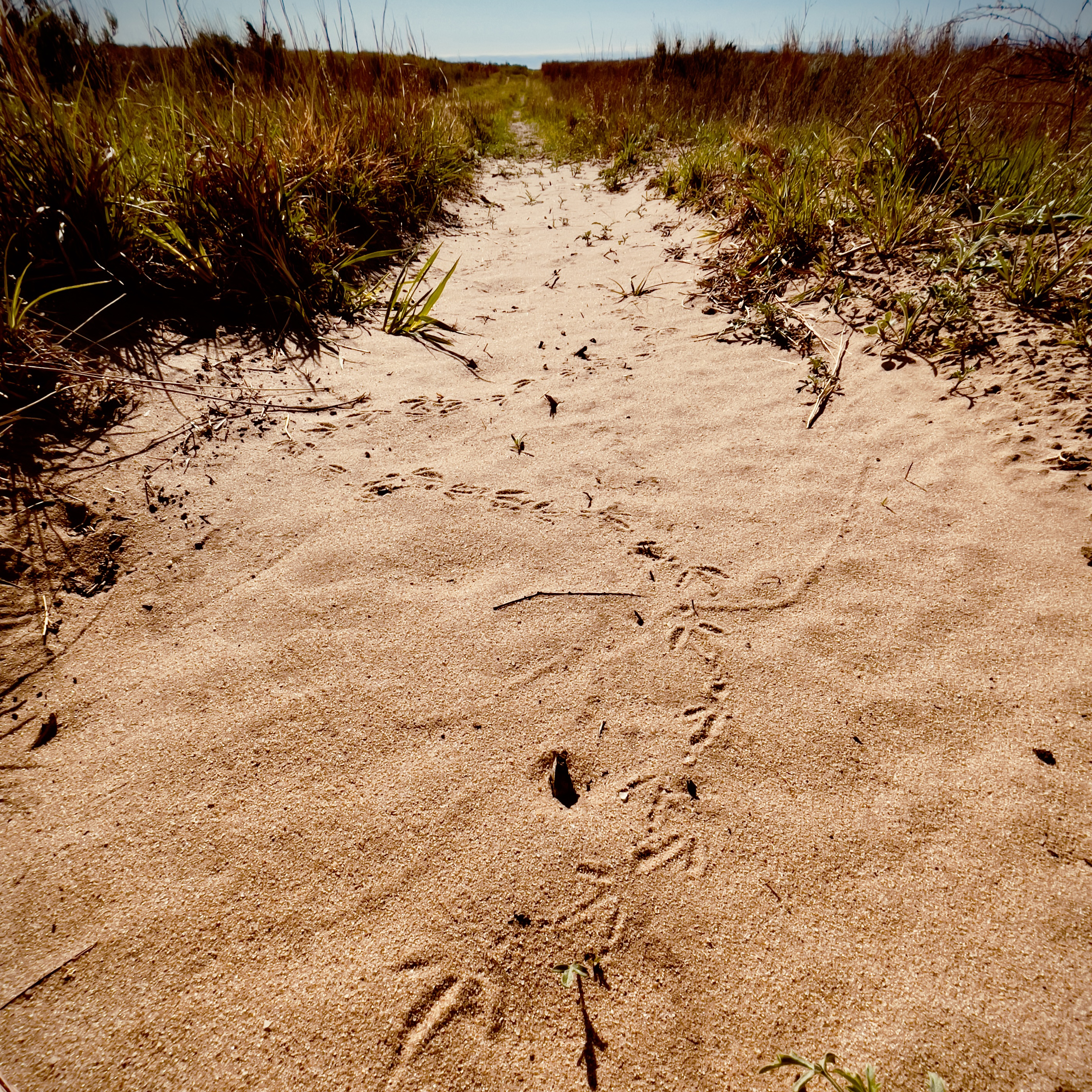  <h2>Making Tracks </h2>While on a recent walk on the prairie near his home in northwest Oklahoma, Quail Forever Journal Editor Chad Love came across the meandering tracks of a lone, wandering bobwhite quail.