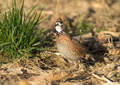 Organization’s First-Ever Quail Summit Slated for Feb. 20th at 2016