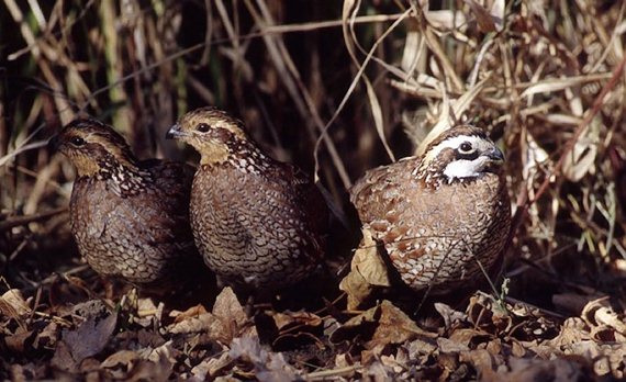 The quality and quantity of upland habitat is what ultimately has the biggest impact on quail numbers.