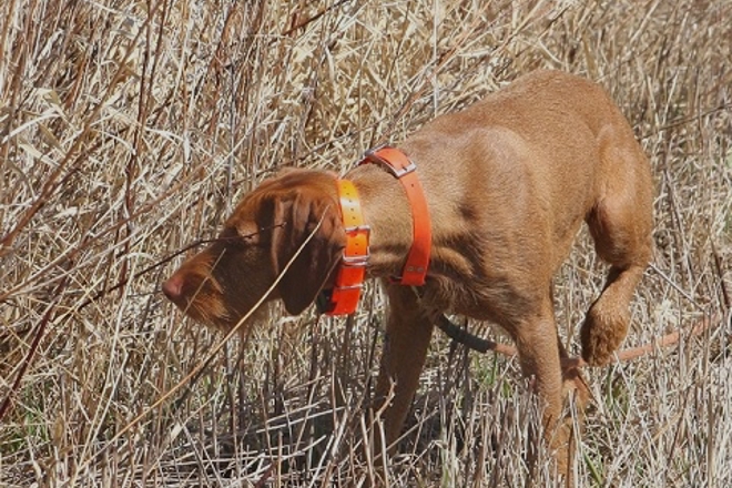 Wirehaired Vizsla