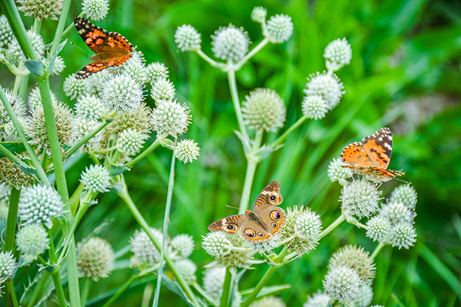 Butterflies & Bees Beget Birds ... and Life