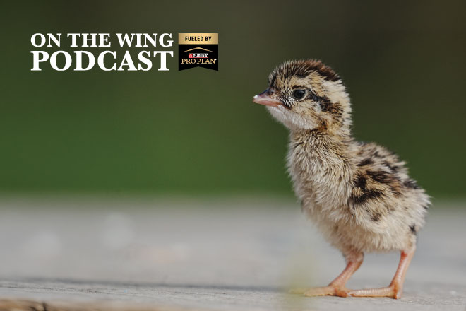 PODCAST EP. 369: Biology of Nesting Season for Quail, Pheasants, and Prairie Grouse