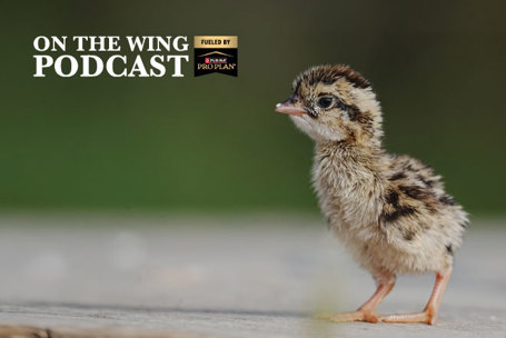 PODCAST EP. 369: Biology of Nesting Season for Quail, Pheasants, and Prairie Grouse