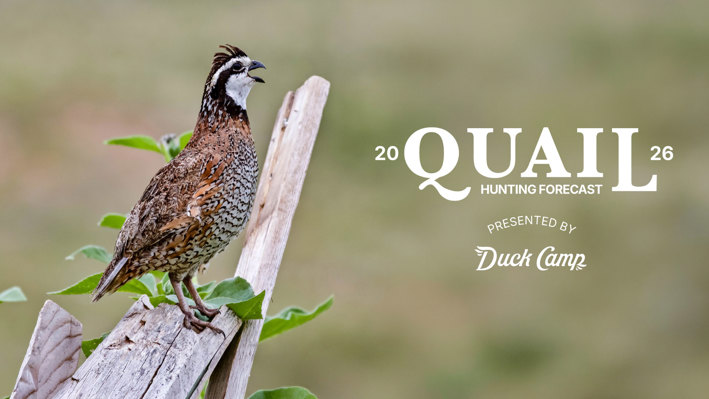 article-quail-hunting-forecast-2026
