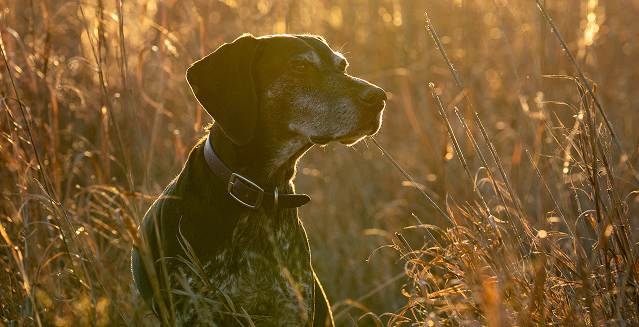 Dog in field looking right