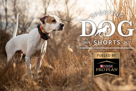 Sporting Dog Shorts - Feel Like You Have Too Much Dog?