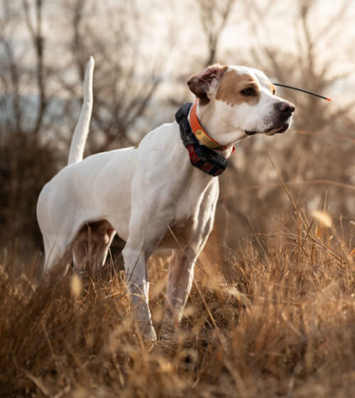 hp-carousel-sporting-dog-aug26-scroll.jpg