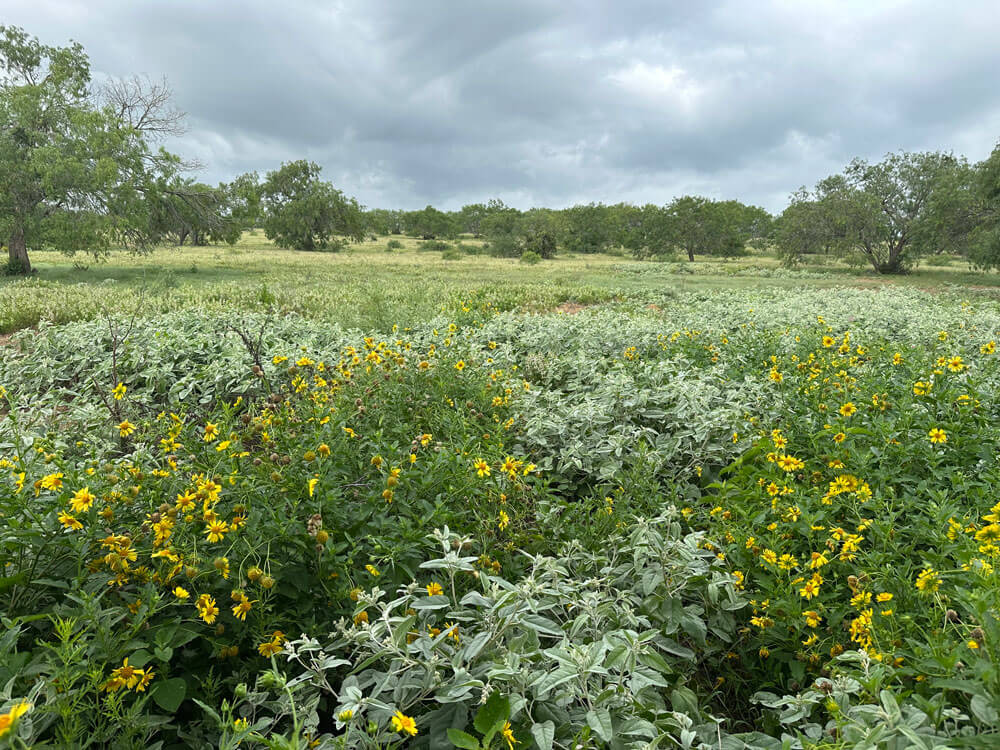 Making Big Impacts for Quail in Texas