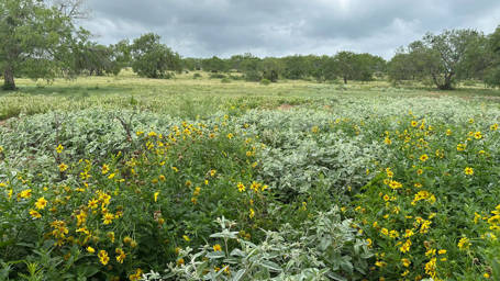 Making Big Impacts for Quail in Texas