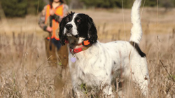 Llewellin Setter