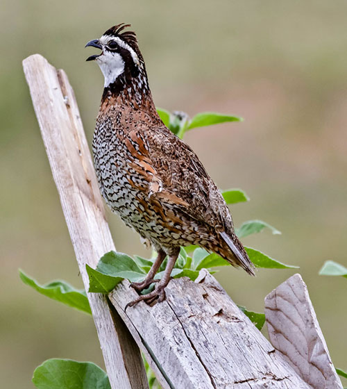 prairie grouse sitting in grassy field