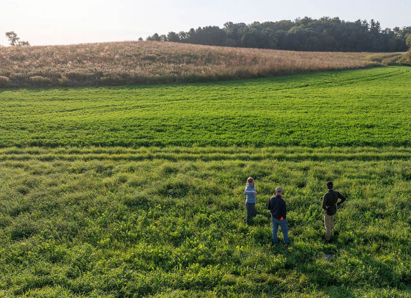 Workers in a large green field