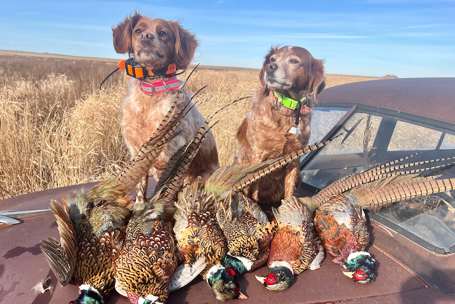 article-pheasant-season-starts-now.png