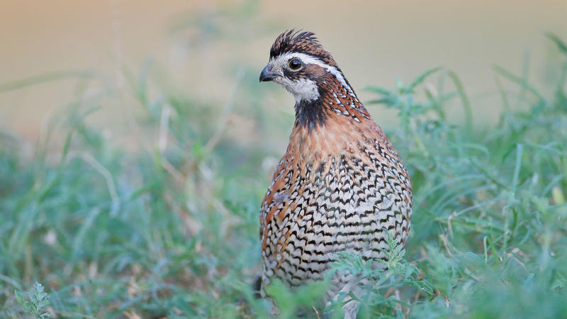 bobwhite quail in grass looking to the left