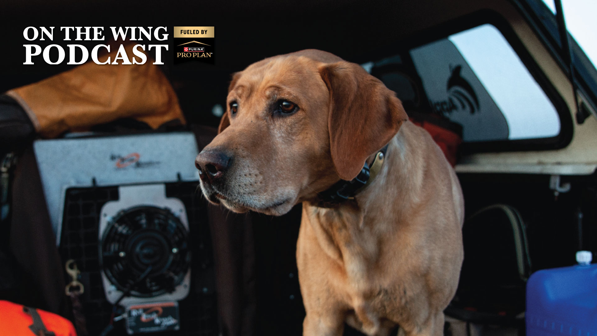 PODCAST EP. 378: Inside a Bird Dog's Mind: Canine Senses, Training, and Behavior